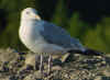 sub-adult argentatus in August, ringed in Finland. (74303 bytes)