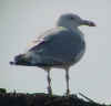 sub-adult argentatus in August, ringed in Finland. (39769 bytes)