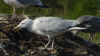 sub-adult argentatus in August, ringed in Finland. (69470 bytes)