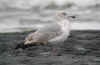 4cy argenteus in April, ringed in the Netherlands. (47915 bytes)