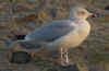 sub-adult argenteus in November, ringed in ther Netherlands. (90289 bytes)