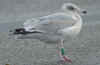 Herring Gull