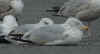 sub-adult argentatus in March. (48710 bytes)