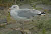 sub-adult argenteus in October. (80207 bytes)