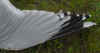 adult argenteus in May. (72048 bytes)