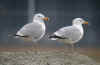 adult argenteus in April, ringed in Belgium.