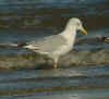 adult argenteus in September, ringed in the Netherlands. (70332 bytes)