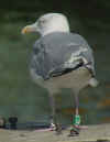 adult argenteus in September, ringed in the Netherlands. (52908 bytes)