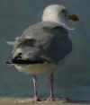 adult argenteus in September, ringed in the Netherlands. (38722 bytes)