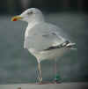 adult argenteus in September, ringed in the Netherlands. (47932 bytes)