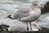 adult argenteus in November, ringed in Belgium. (92197 bytes)