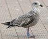 1cy argenteus in November, ringed in Belgium. (25637 bytes)