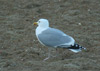 1cy argenteus in November, ringed in Belgium. (25637 bytes)