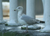 1cy argenteus in November, ringed in Belgium. (25637 bytes)