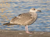 2cy argentatus in January. (74084 bytes)