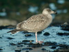 2cy argentatus in Jan-Febr, ringed in Russia.
