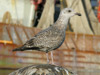 argentatus in January, ringed in Helgoland.