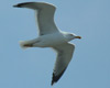 probable hybrid argenteus x michahellis 4cy in April. (85911 bytes)