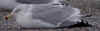 herring gull in December. (37656 bytes)
