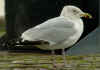 sub-adult argenteus in February, ringed in the Netherlands. (78995 bytes)