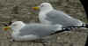 adult argenteus in March, ringed in the Netherlands. (67819 bytes)
