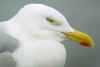 adult argenteus in April, ringed in the Netherlands.