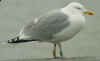 adult argenteus in February, ringed in the Netherlands. 