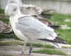 sub-adult argenteus in February, ringed in Belgium. (70463 bytes)