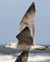 3cy argentatus in January. (80207 bytes)