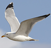 3cy argentatus in January. (80207 bytes)