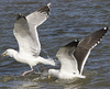 3cy argentatus in January. (80207 bytes)