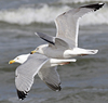 3cy argentatus in January. (80207 bytes)