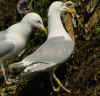 adult argentatus in July, ringed in Finland. (76731 bytes)