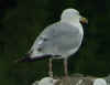 sub-adult argentatus in July, ringed in Finland. (66942 bytes)