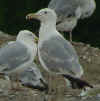 sub-adult argentatus in July, ringed in Finland. (76275 bytes)