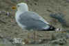 adult argentatus in July, ringed in Finland. (78426 bytes)