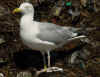 adult argentatus in July, ringed in Finland. (77468 bytes)