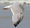 Herring Gull