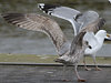 1cy argenteus in August, ringed in Belgium. (90559 bytes)