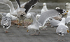 1cy argenteus in August, ringed in Belgium. (90559 bytes)