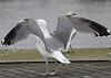 1cy argenteus in August, ringed in Belgium. (90559 bytes)