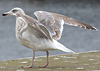 1cy argenteus in August, ringed in Belgium. (90559 bytes)