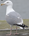 1cy argenteus in August, ringed in Belgium. (90559 bytes)