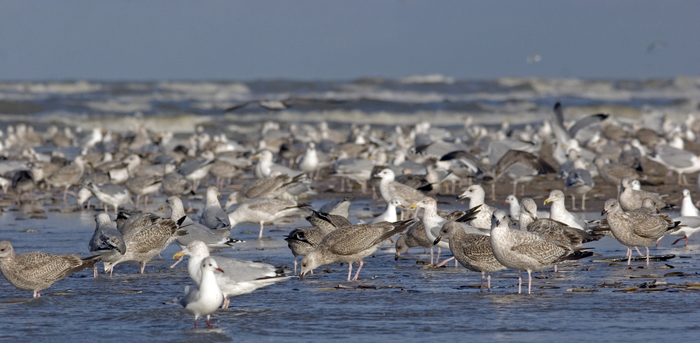 Herring Gull