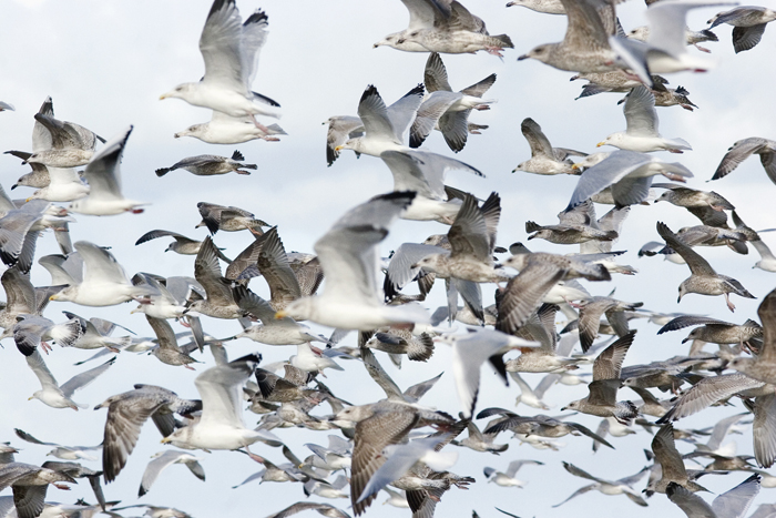 Herring Gull