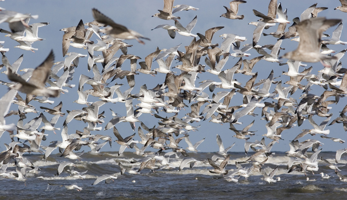 Herring Gull