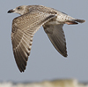 1cy argenteus in September (65624 bytes)