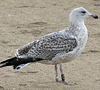 Herring Gull