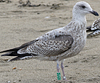 Herring Gull