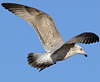 2cy argentatus in February, ringed in Norway. (75189 bytes)